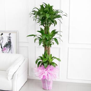 ��ǰ����