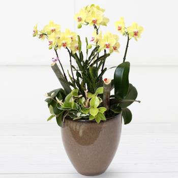 ��ǰ����