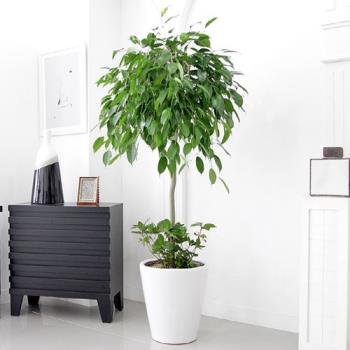 ��ǰ����