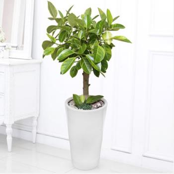 ��ǰ����