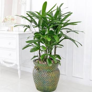 ��ǰ����